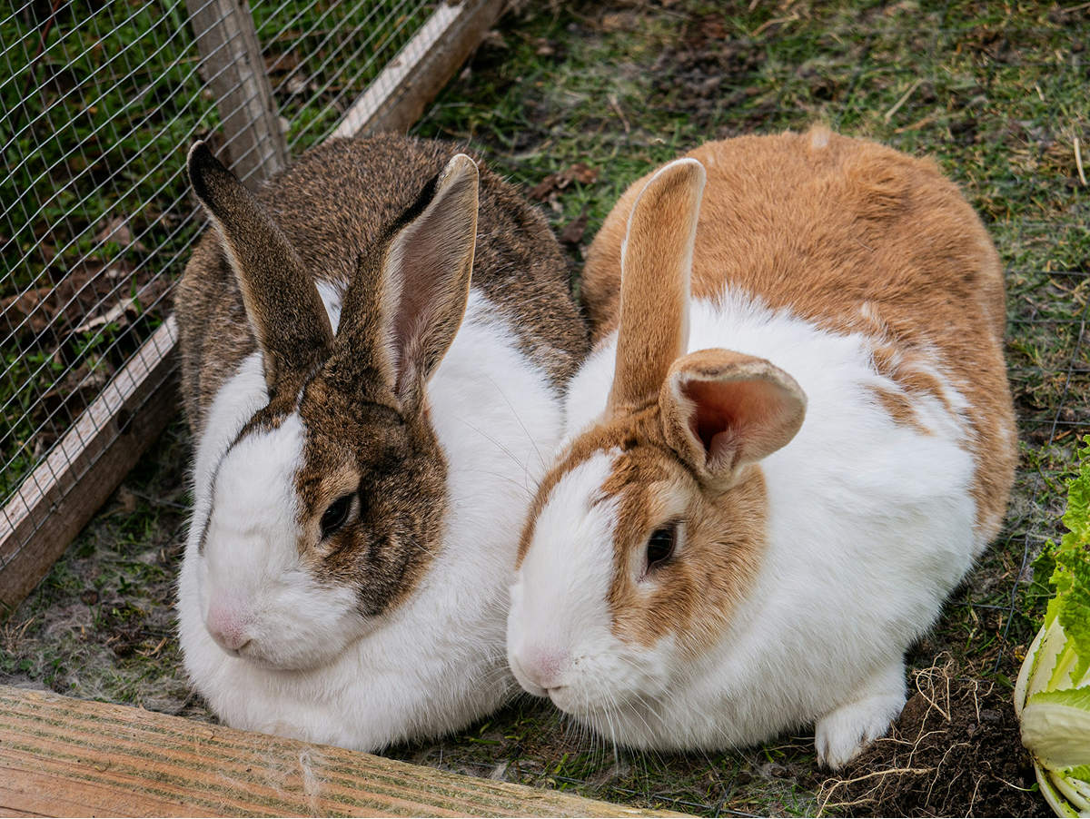 Holland Lop
